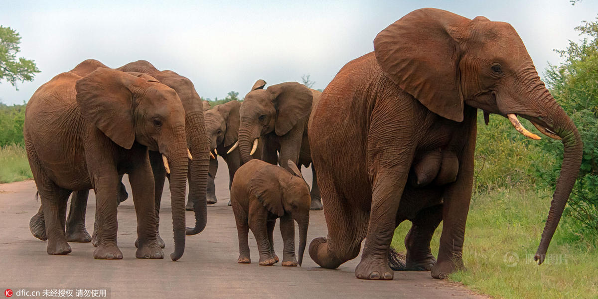 南非大象拥有丰满双乳 身材傲人