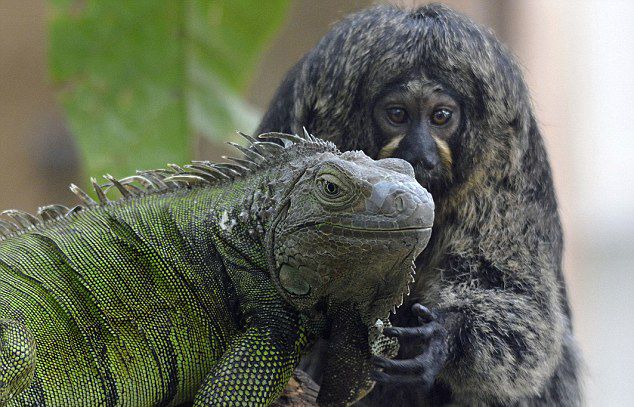 德动物园蜥蜴与猴子建立友谊关系亲密
