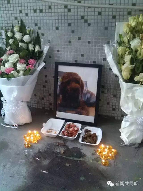 广东一女子爱犬被打死 摆数十花圈悼念控诉凶