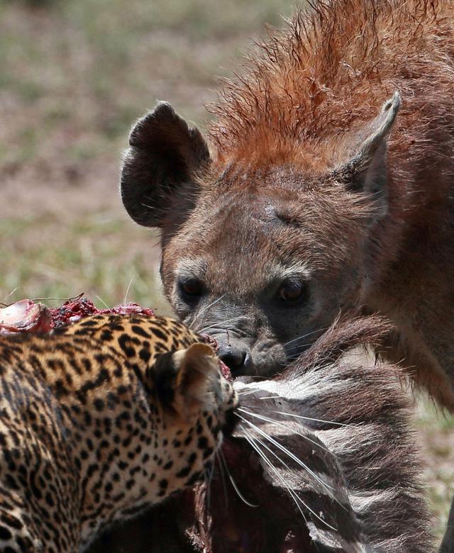 一群狡猾的鬣狗敢在花豹口中争抢食物 花豹居
