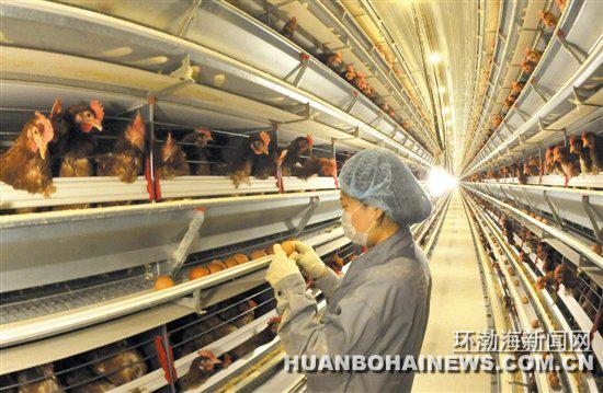 北粮农业蛋鸡产业示范基地项目首期工程完工