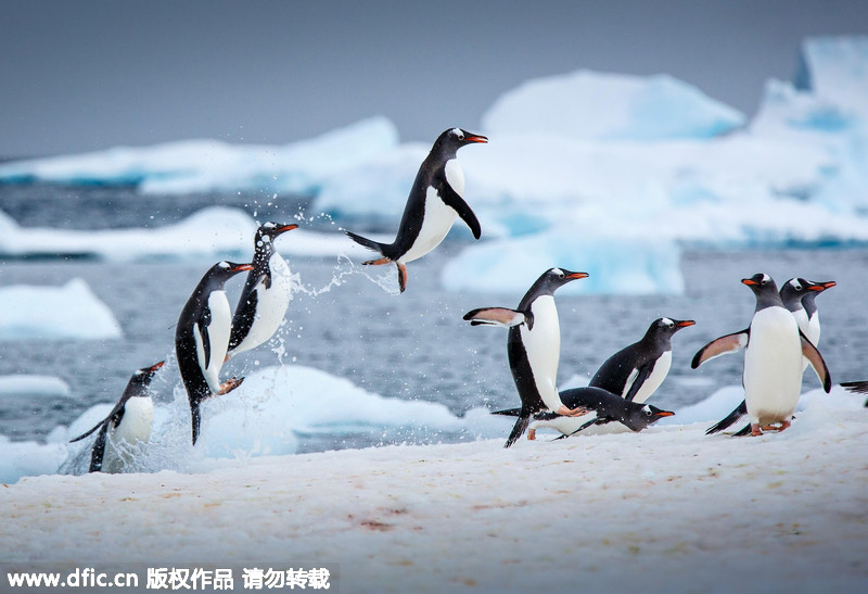 摄影师拍摄南极企鹅跃出海面飞翔画面_图片_头条