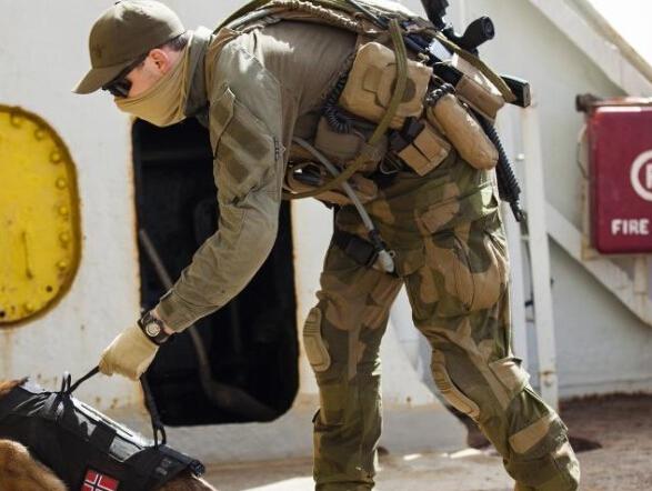 挪威特种兵拴犬练习绳降 狗狗表情很淡定