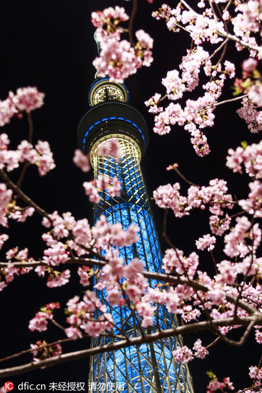 日本天空树下河津樱花早早盛开