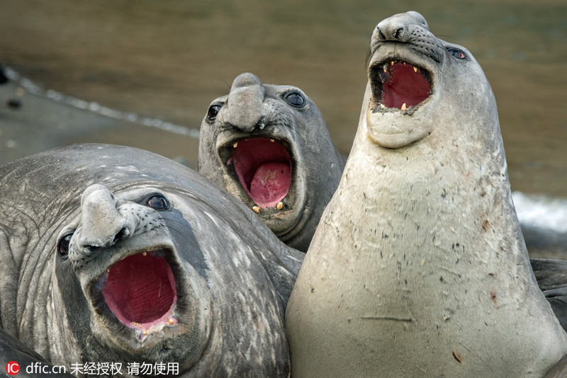 南乔治亚岛海豹张大嘴打哈似引吭高歌