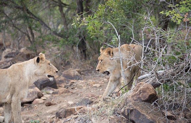 南非狮群把玩运动相机可爱模样被抓拍