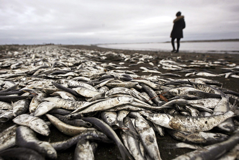 智利海域赤潮爆发 海洋生物尸体遍野