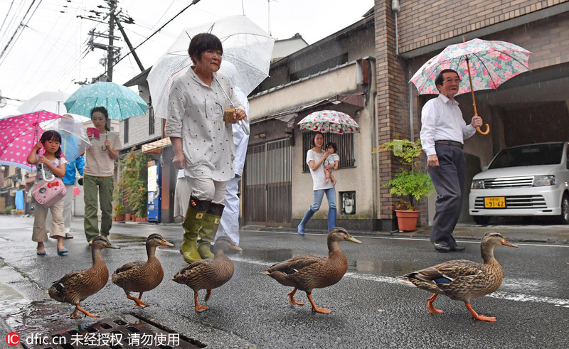 日本鸭妈妈带小鸭排队过马路 画面有爱