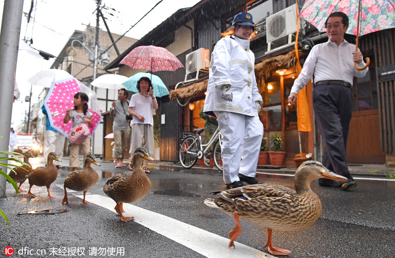 日本鸭妈妈带小鸭排队过马路 画面有爱